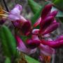 California Honeysuckle (Lonicera hispidula var. vacillans): A native vine/shrub which attracts hummingbirds.